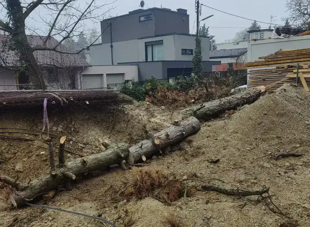 Hoher Baum vor dem Einkürzen in Wien-Umgebung