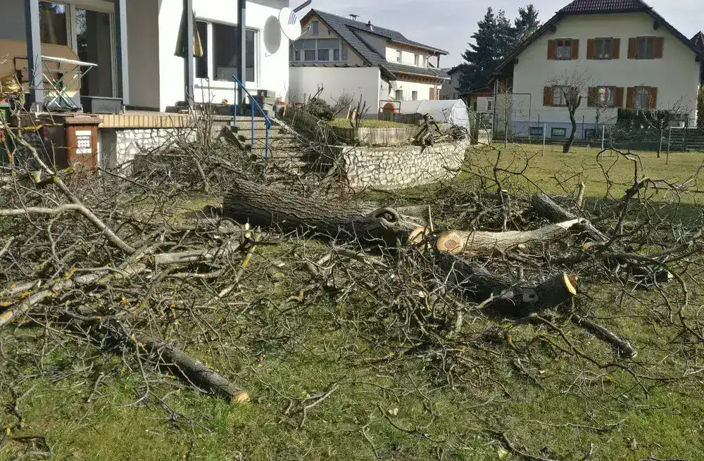 Baumpflege in Wien – Baum kürzen und Rückschnitt durch HGP Haus & Gartenservice