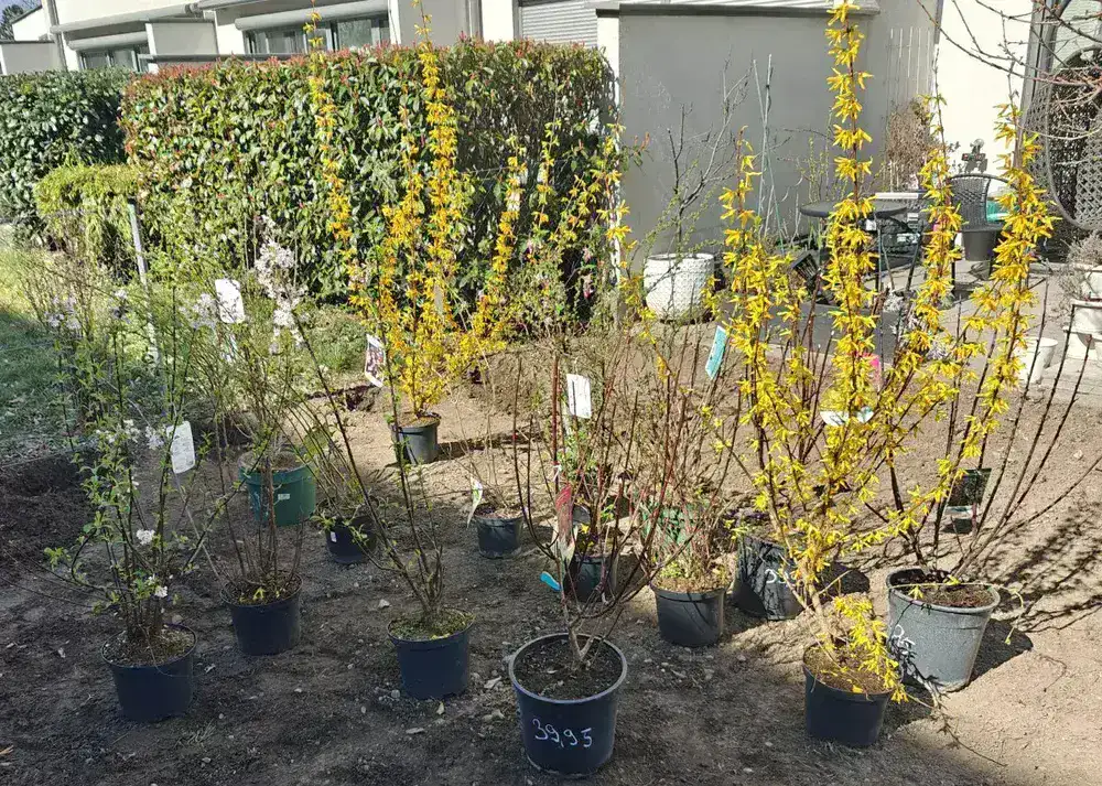 Bepflanztes Beet mit Rindenmulch in Wien
