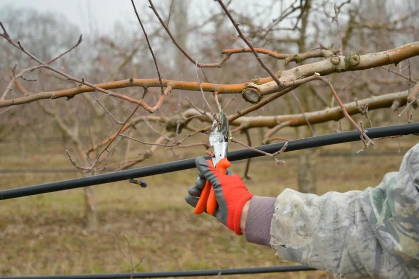 Obstbaumschnitt